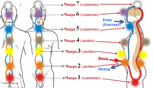 Трансформаторите на космическа енергия у човека (чакри)