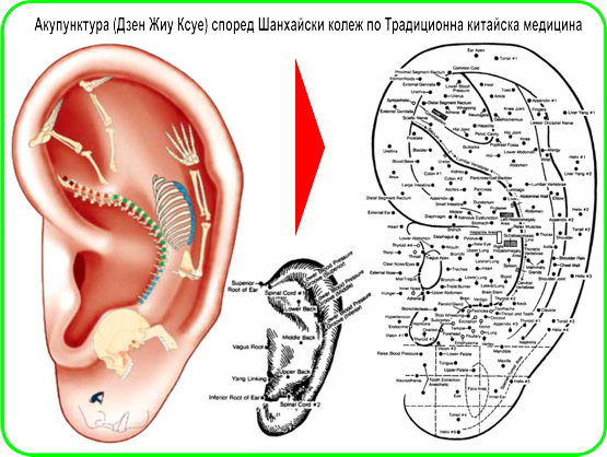 КИТАЙСКА АКУПУНКТУРА (ТОЧКИ НА УШИТЕ)