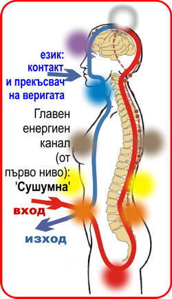 ЧАКРИ, ЗДРАВЕ и СЪВРЕМЕННА МЕИЦИНА