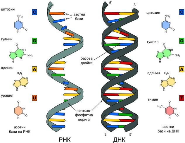 ДНК и РНК