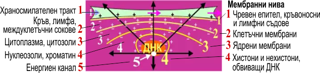 МЕМБРАННИ И МЕЖДУМЕМБРАННИ НИВА